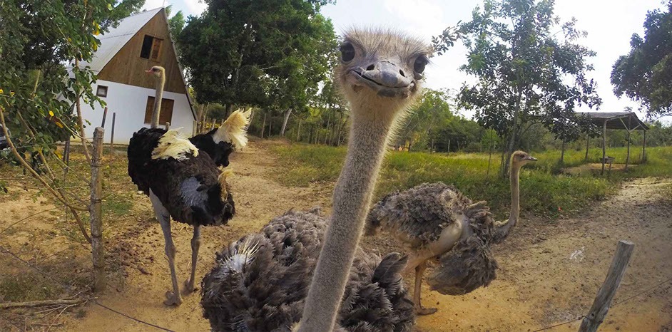 Bate e Volta Ecoparque Timbó 